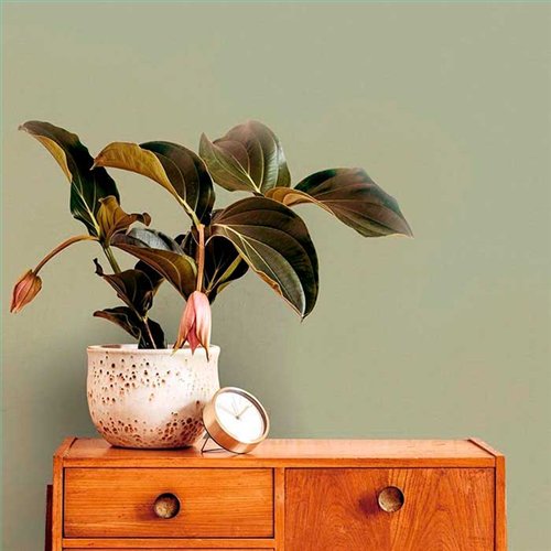 Rollo Papel Pintado GRASSLAND SH Referencia  1562-6701.